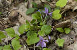 Creeping phlox